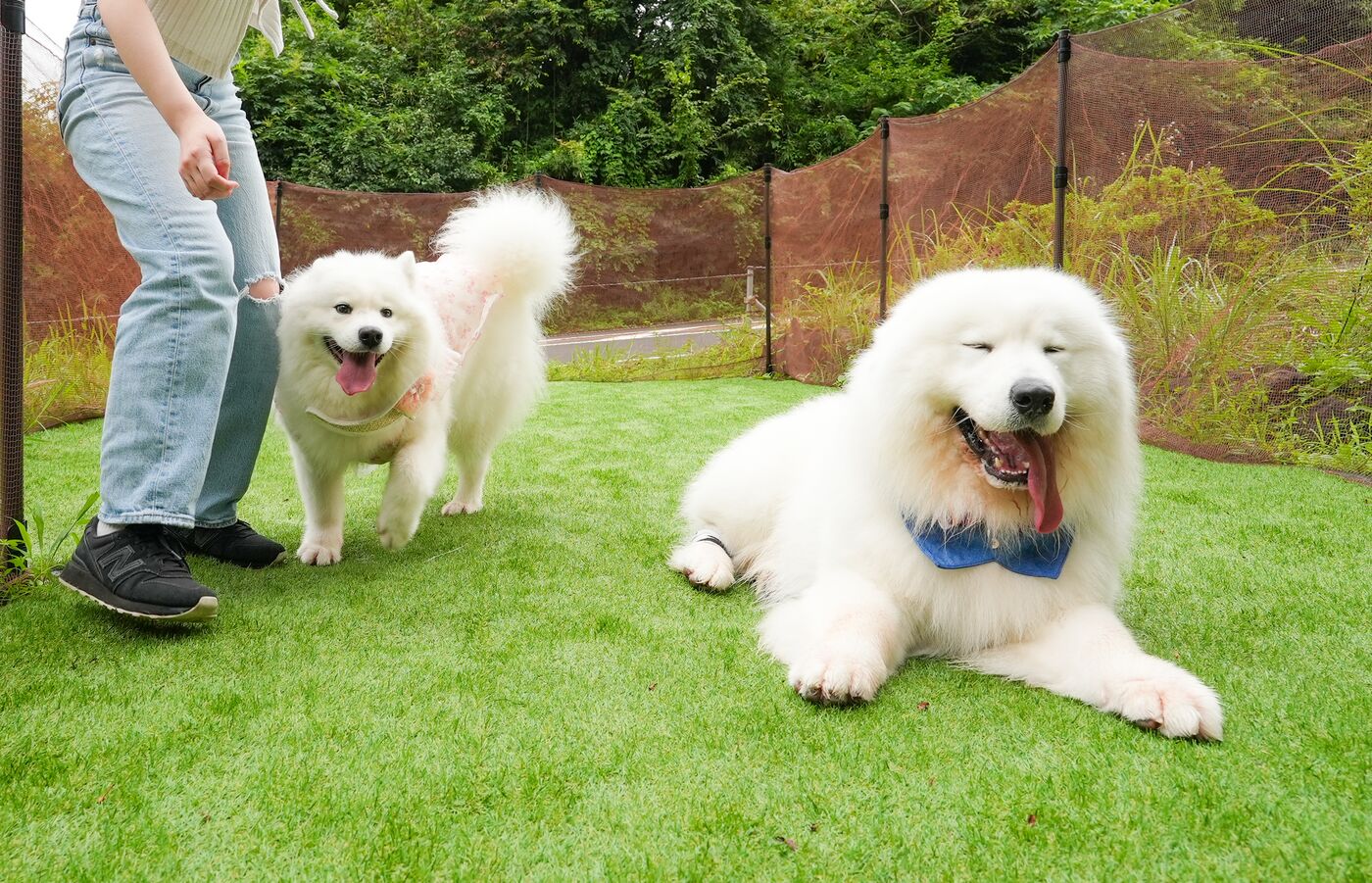 ドッグランで並ぶサモエド2頭と、寄り添う飼い主