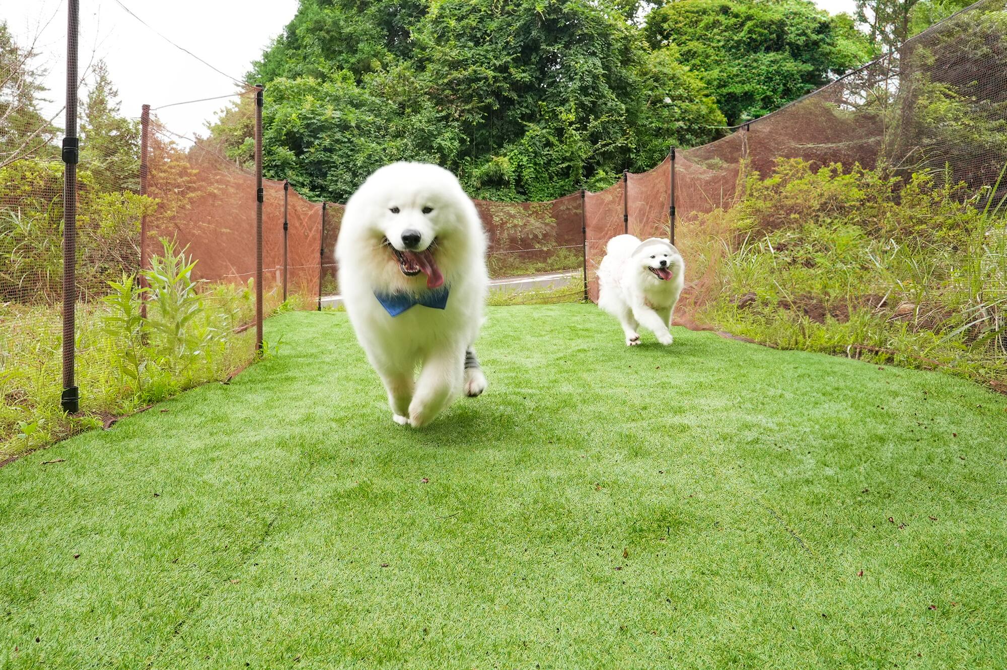 貸切ドッグランを駆けるサモエド。奥行き10mの柵の中を、もう1頭が追いかける